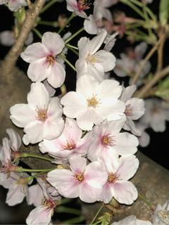 女の子になりました！　～幸せのバッドENDへいざ行かん！～