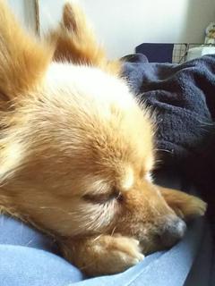 偏食な子犬拾いました