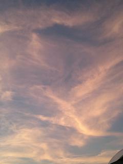 僕の前世が魔物でしかも不死鳥だった件