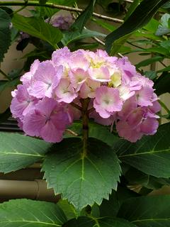 詩とは言いきれない短文の呟き