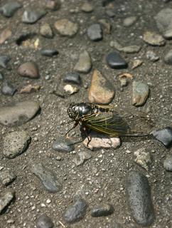 【千文字小説】君を背負って