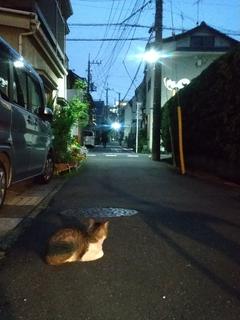 吾輩は夏休みである。