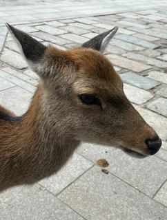 綺麗な夜桜と汚い感情
