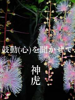 鼓動(心)を聞かせて