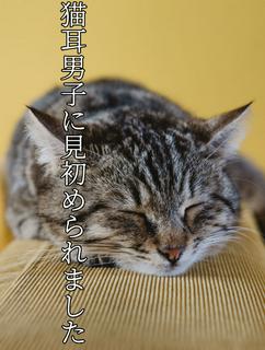 猫耳男子に見初められました