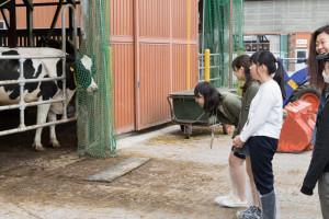 こちらの育成牛舎の牛のお世話も乳牛研究研究会の活動のひとつです。先ほどとは違って大人の牛を前にこんなに大きくなるの?!と驚いている方もいらっしゃいました。それもそのはず。実は大人の牛の体重は700キロもあるんですよ!