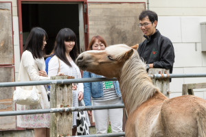 馬術部では馬だけではなくポニーも1頭飼っています。その名も「わっふる」。わっふるは小学校や老人ホームなどでのボランティア活動も行っています。