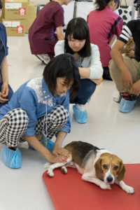 獣医保健看護学類ではペットにもリハビリ!というタイトルで、動物の理学療法について学んでもらいました。術後や高齢のため、歩行機能が低下したペットにはどのようなリハビリが必要なのか、在学生の指導を受けながら実習を行ってもらいました。