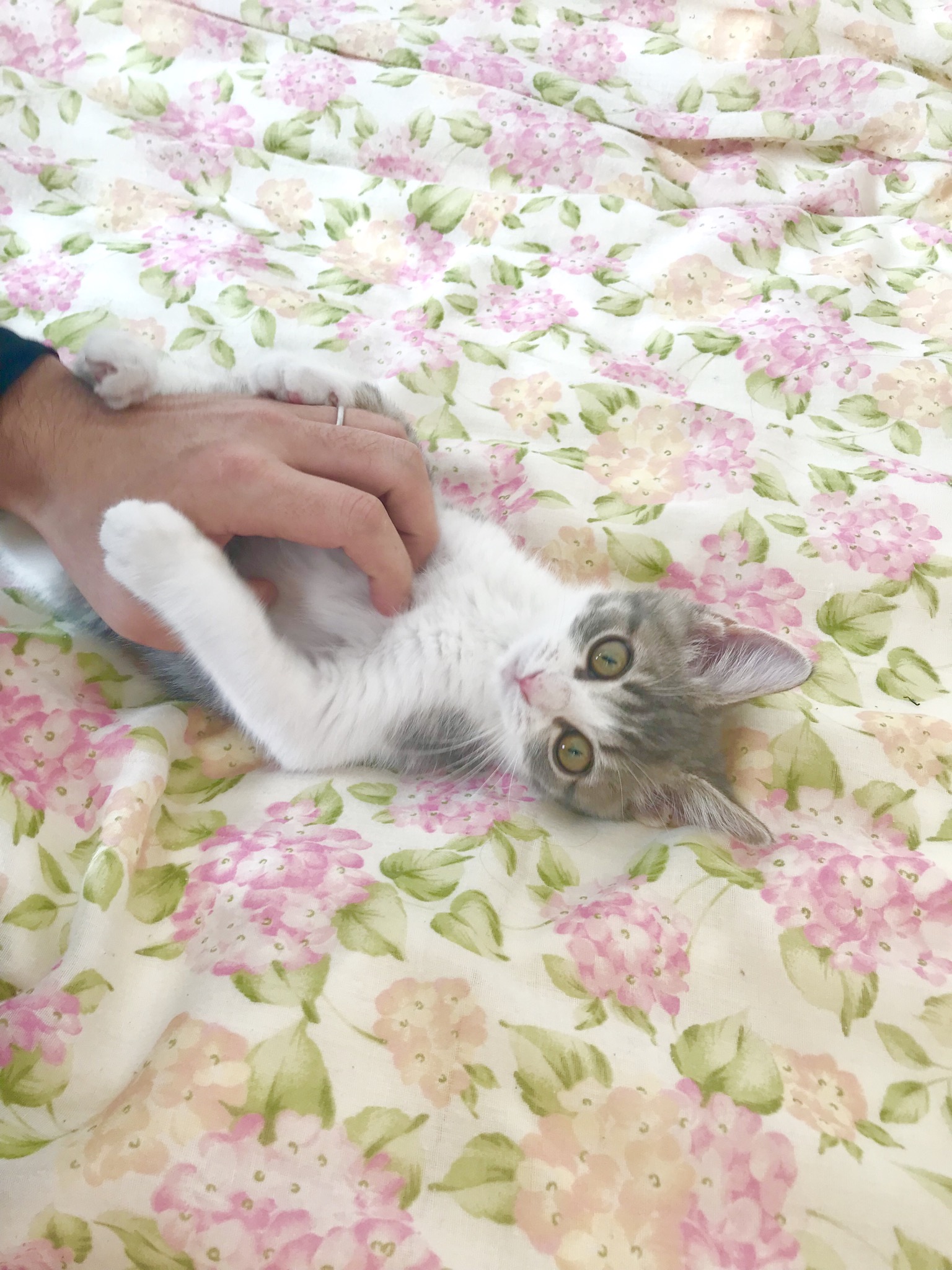 本日のオハナ