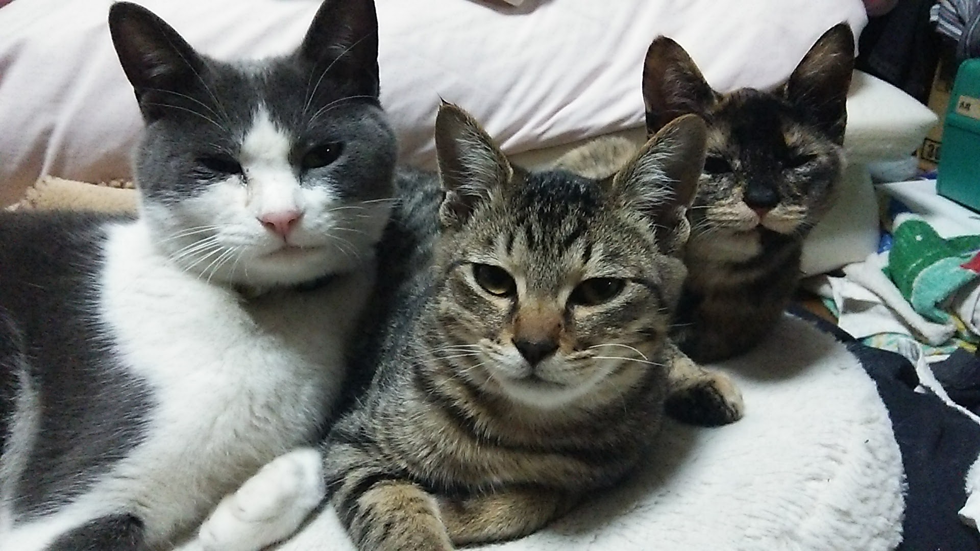 本日のオハナ