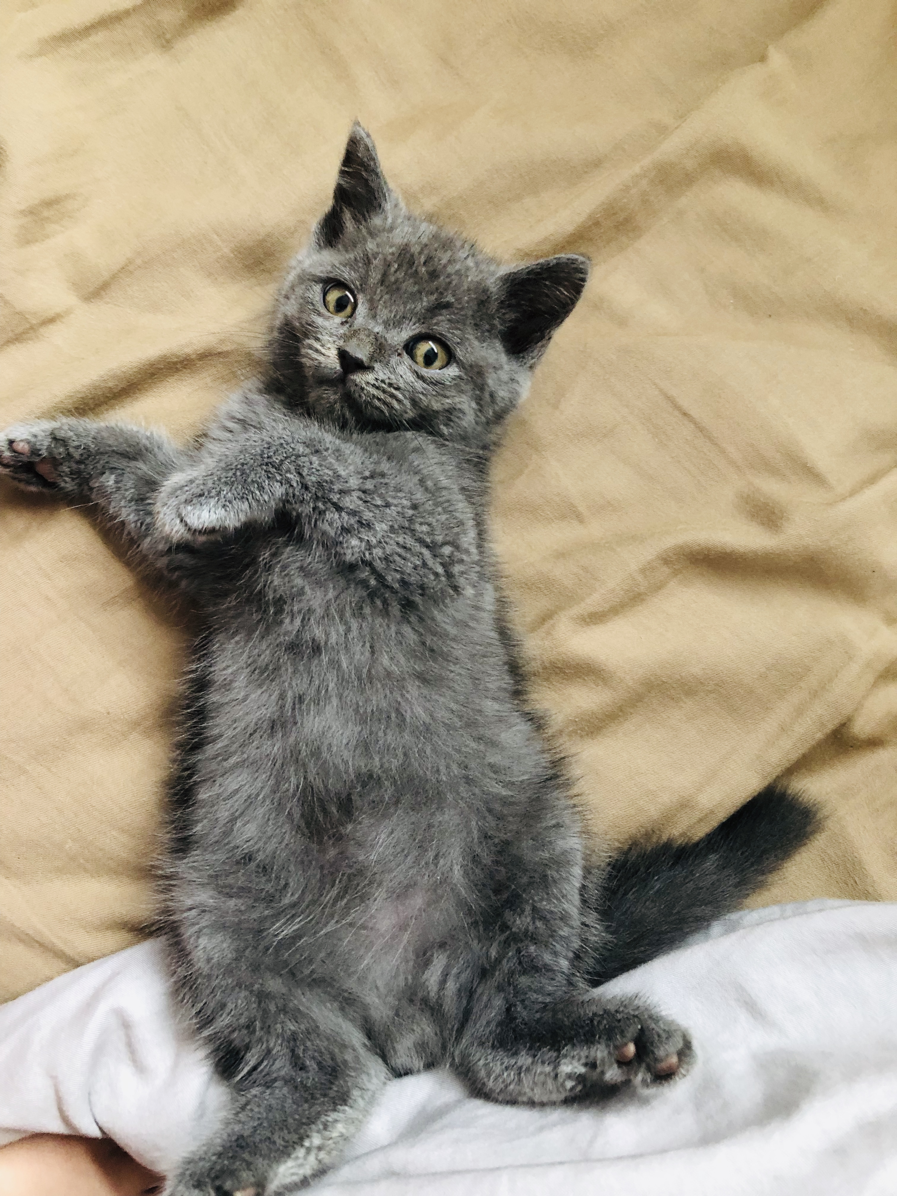 本日のオハナ