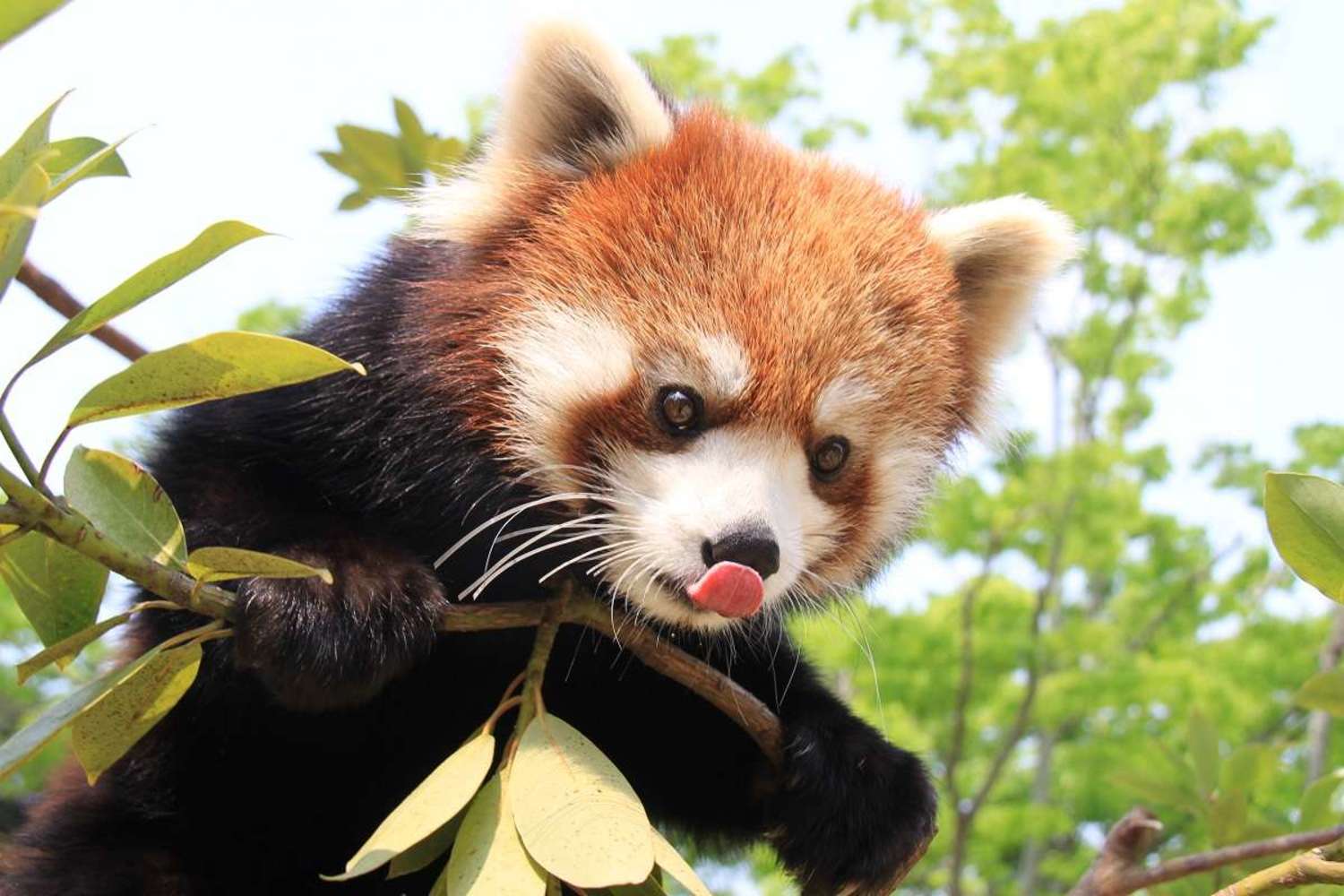 レッサーパンダの聖地 日本平動物園 大解剖 静岡市 Shizupass