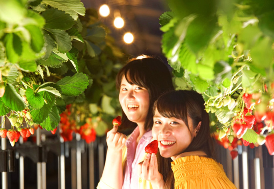 夜と朝に楽しむいちご狩り