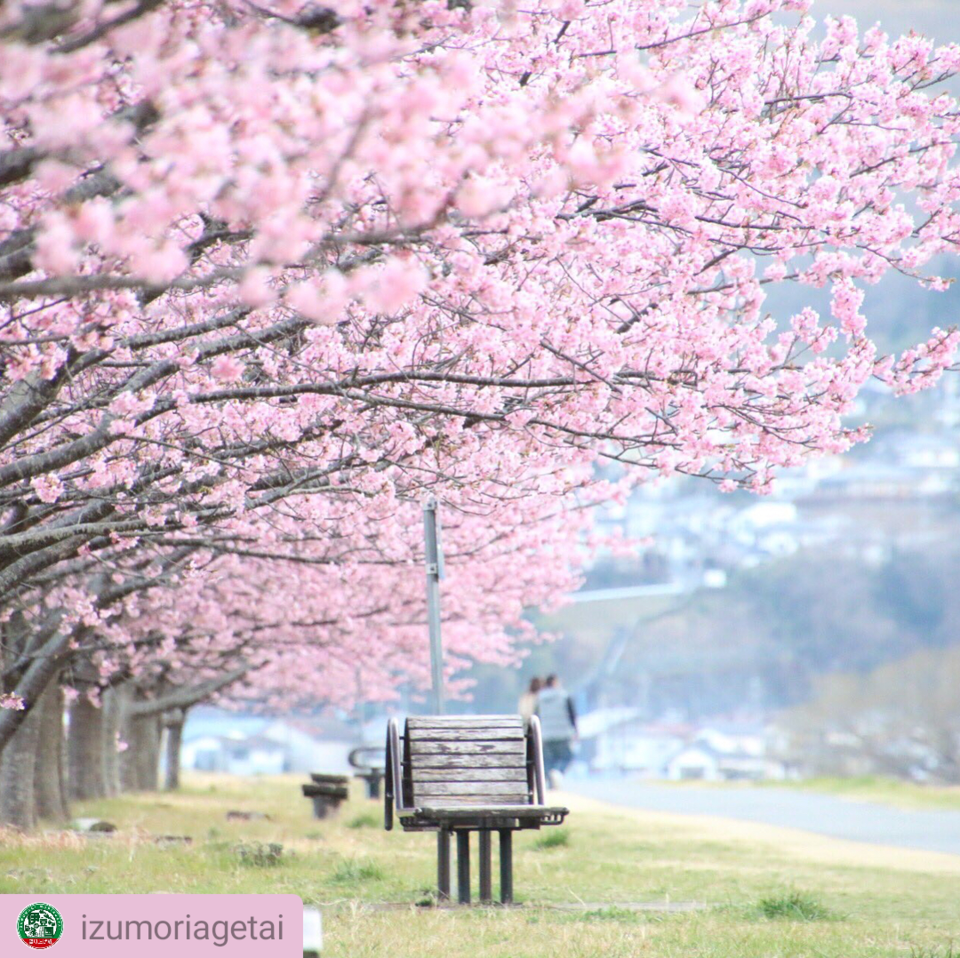 Shiroyama cherry tree Festival