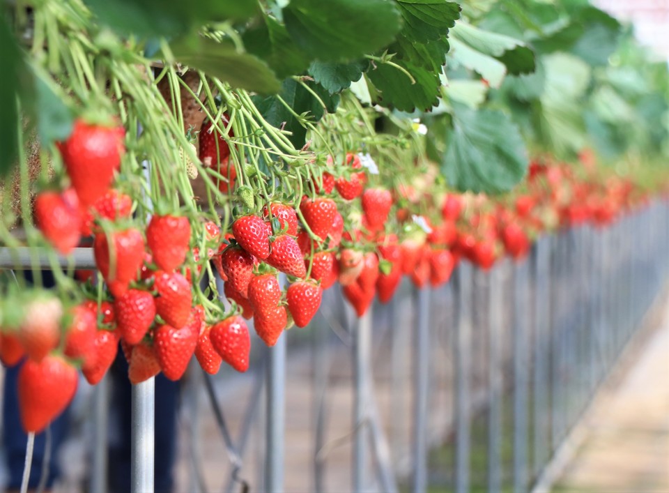 Izunagaoka strawberry picking center