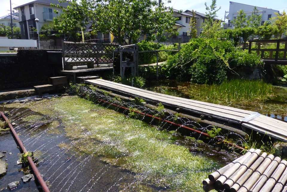 Village of Mishima Ranunculus aquatilis