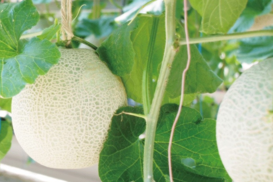 Izu fruit park