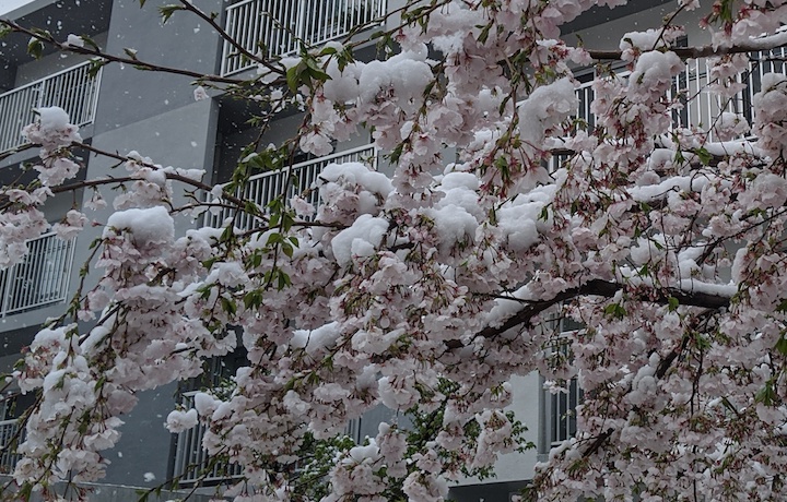 桜と雪 年 ふくろうぷらざ