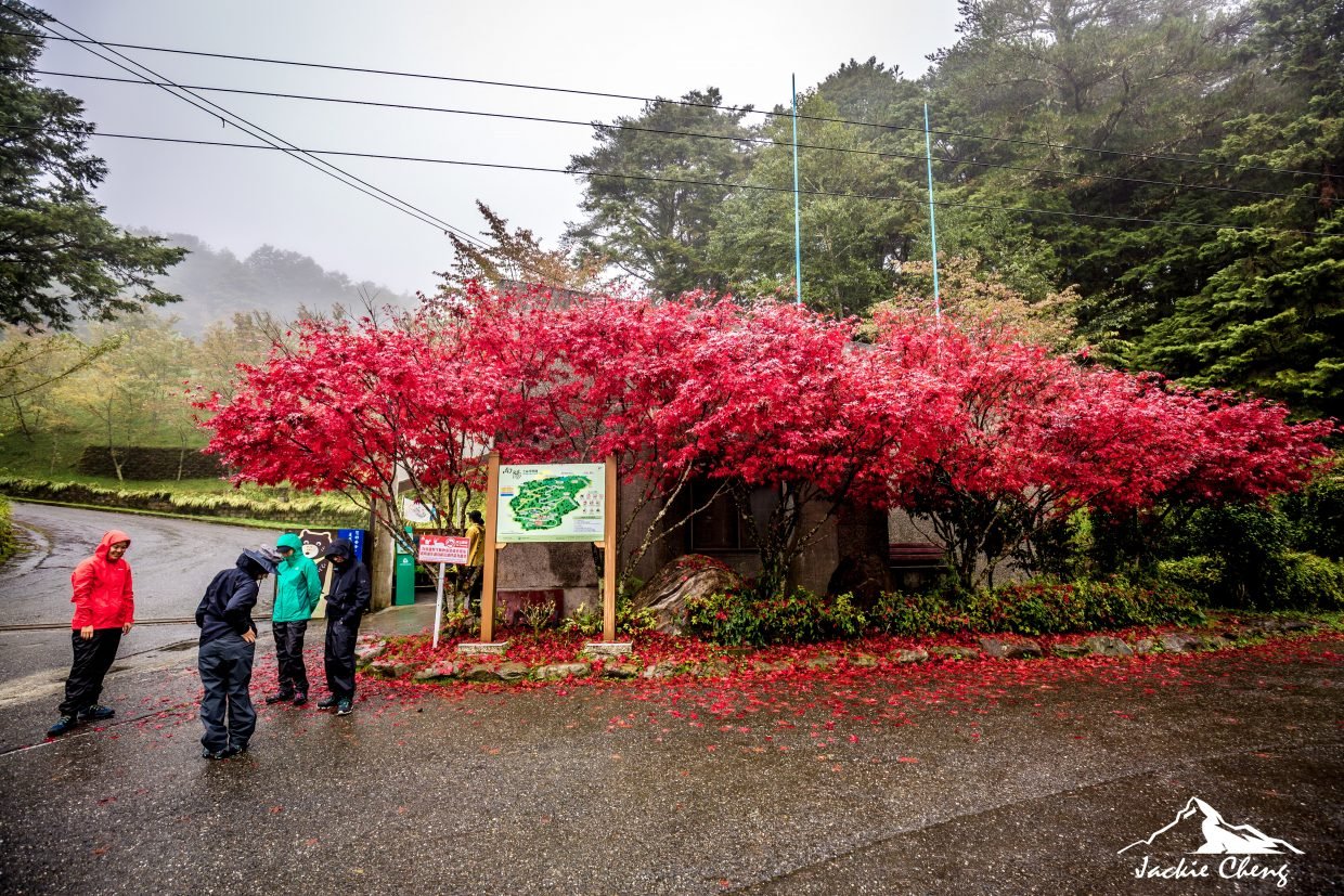 向陽登山口的楓紅此時已經盛開
