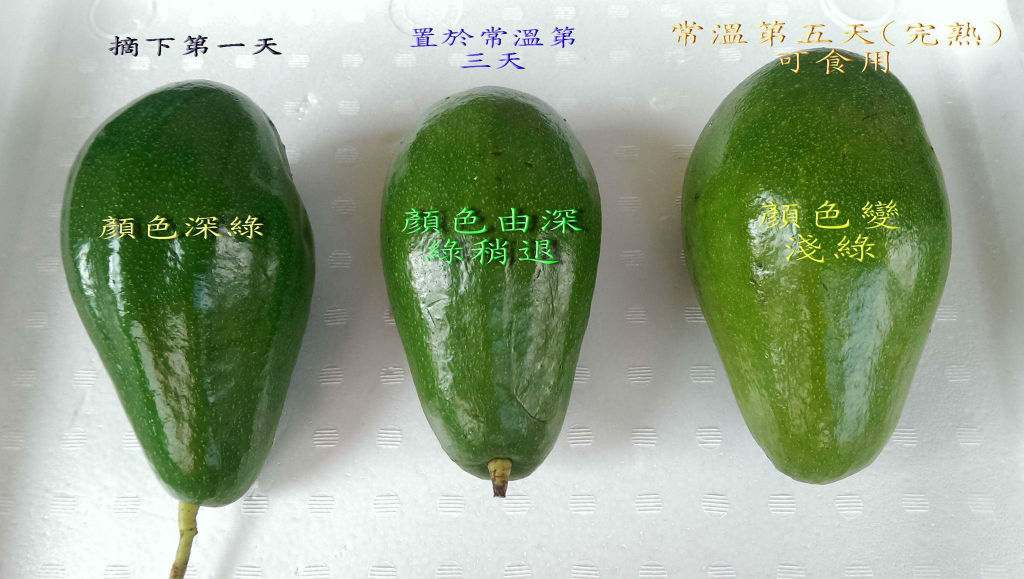 不轉色酪梨