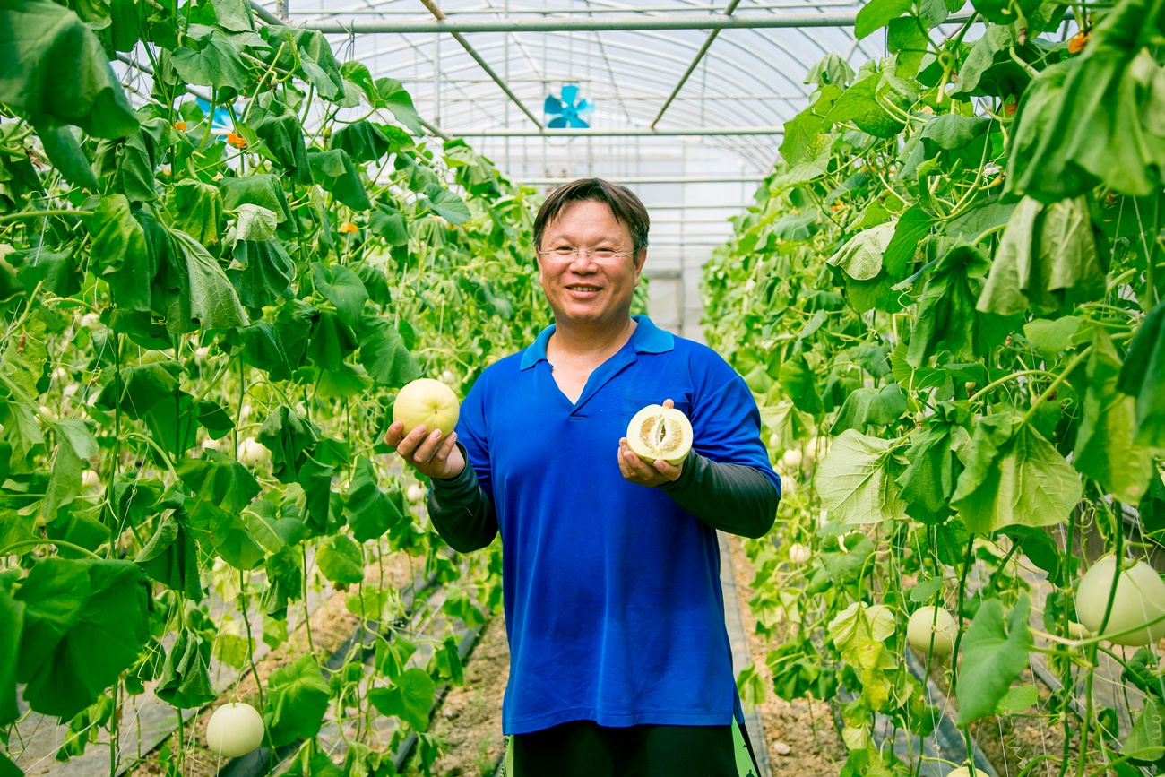 吃完會微笑的美濃瓜!嘉義溫室直立栽培,「微笑田園」美濃瓜