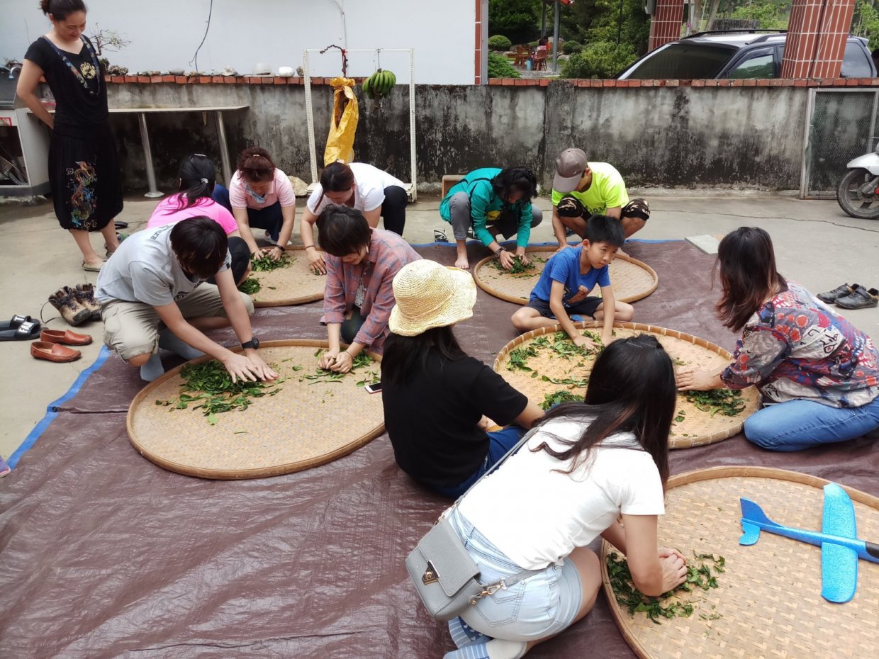 在台東鹿野高台茶園體驗採茶人辛勞