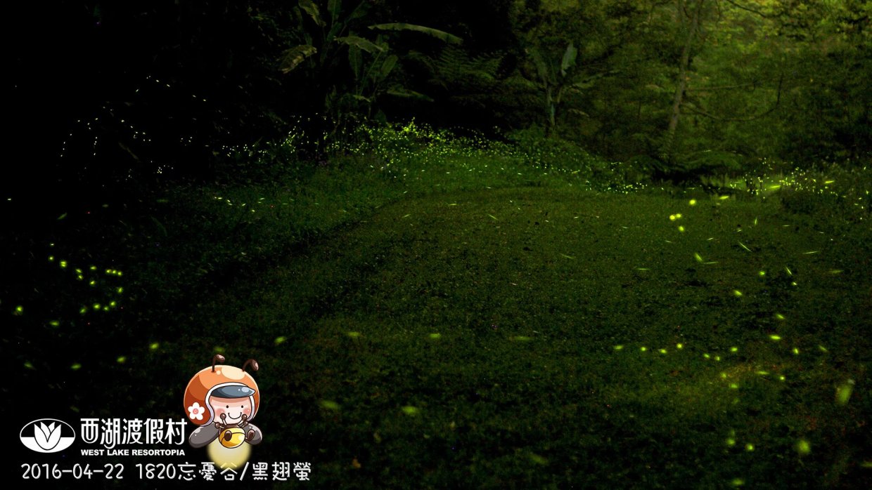 在西湖度假村可以看到號稱「三義藍眼淚」