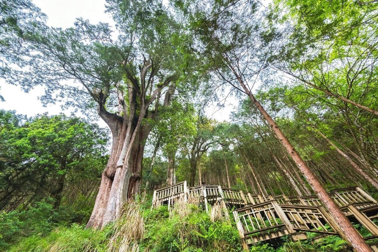 棲蘭神木園