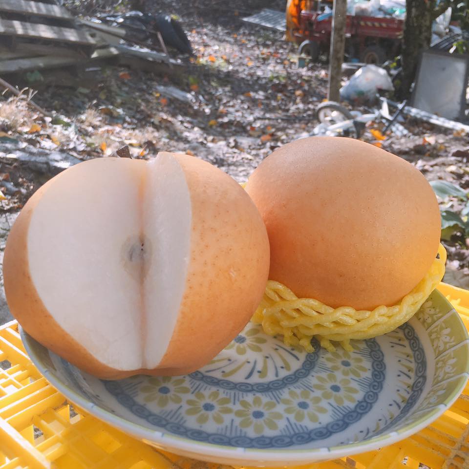台灣梨子介紹|高接梨到底是什麼?梨子有哪些常見品種
