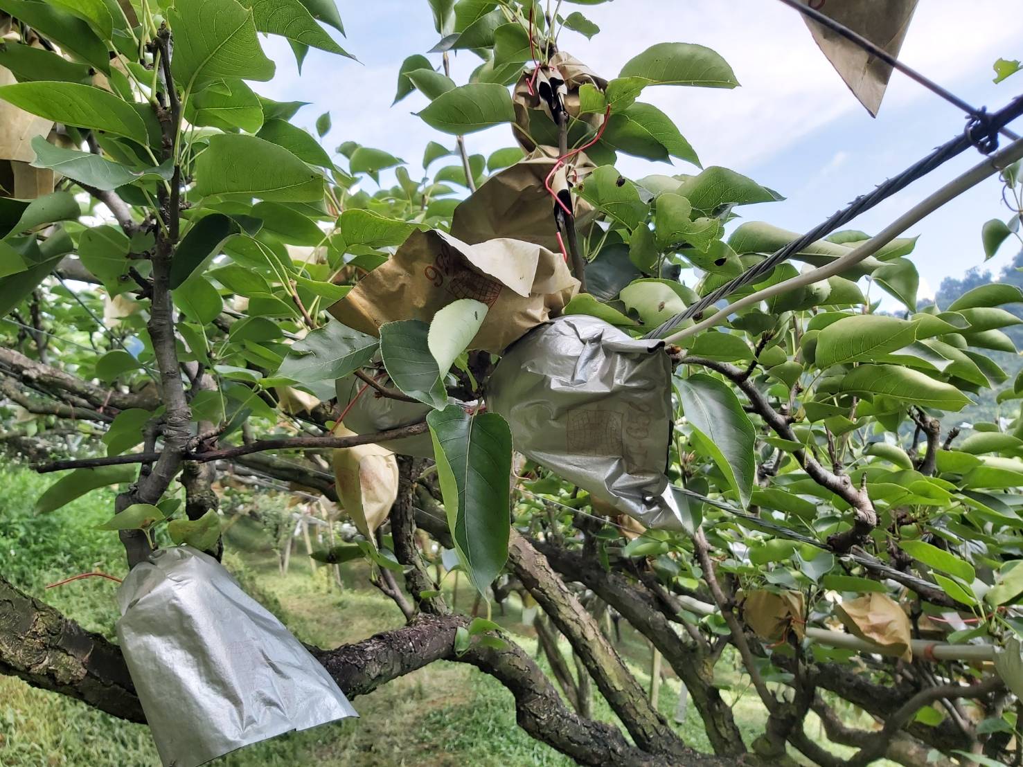 台灣梨子介紹|高接梨到底是什麼?梨子有哪些常見品種