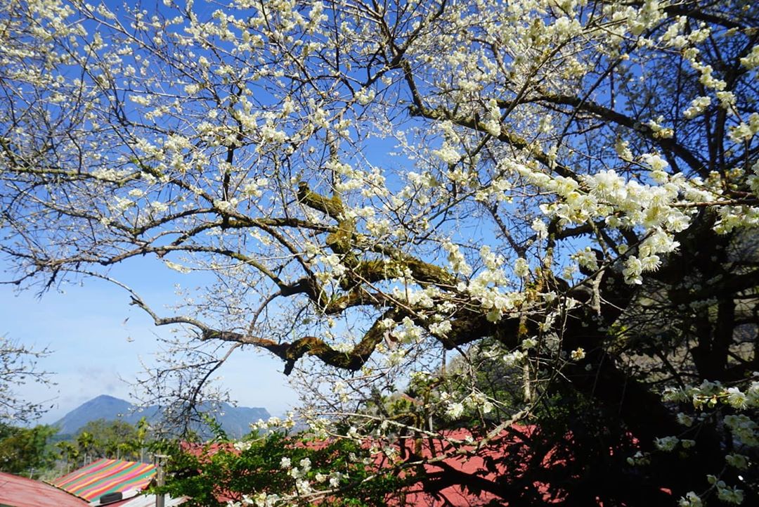 烏松崙梅園@enjoy Travel Life