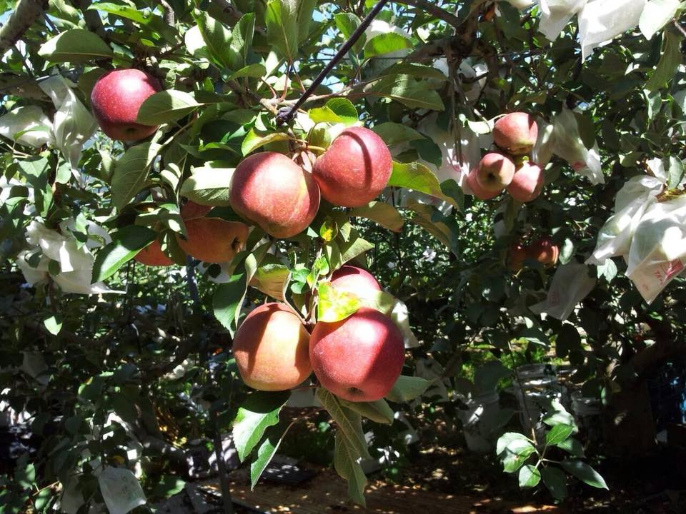 ▲中元普渡蘋果保平安(圖/奧丁丁市集)