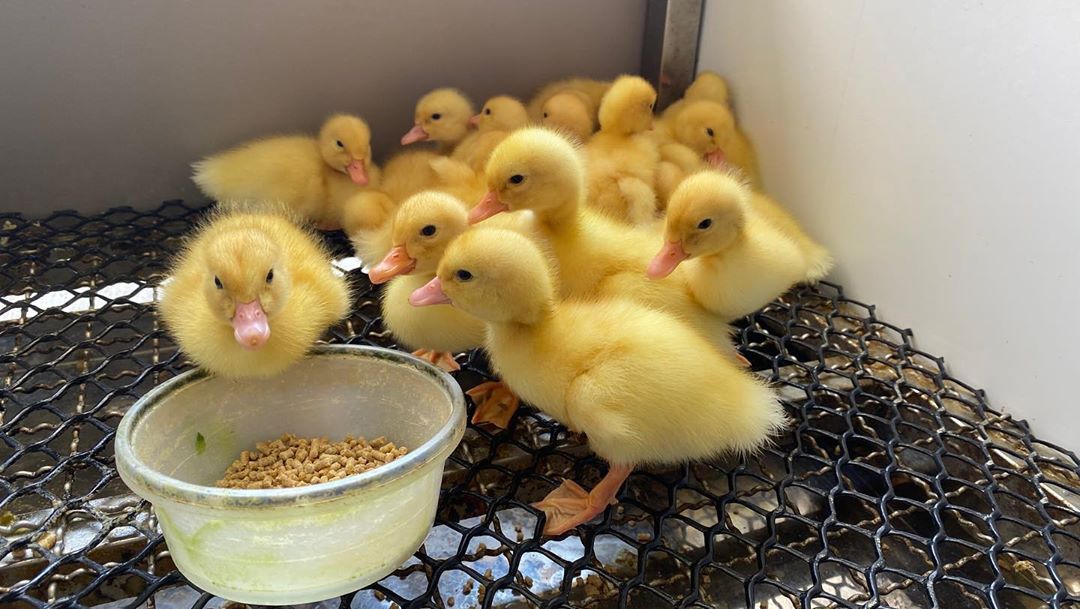 甲鳥園 @mollylin232