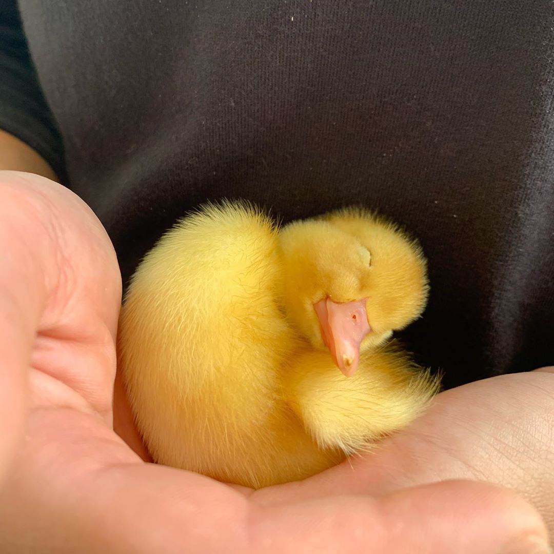 甲鳥園 @ninin Y