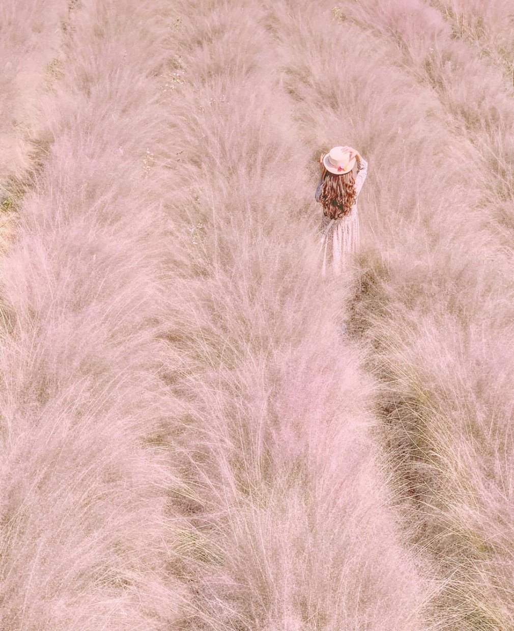 Travelling Rabbit