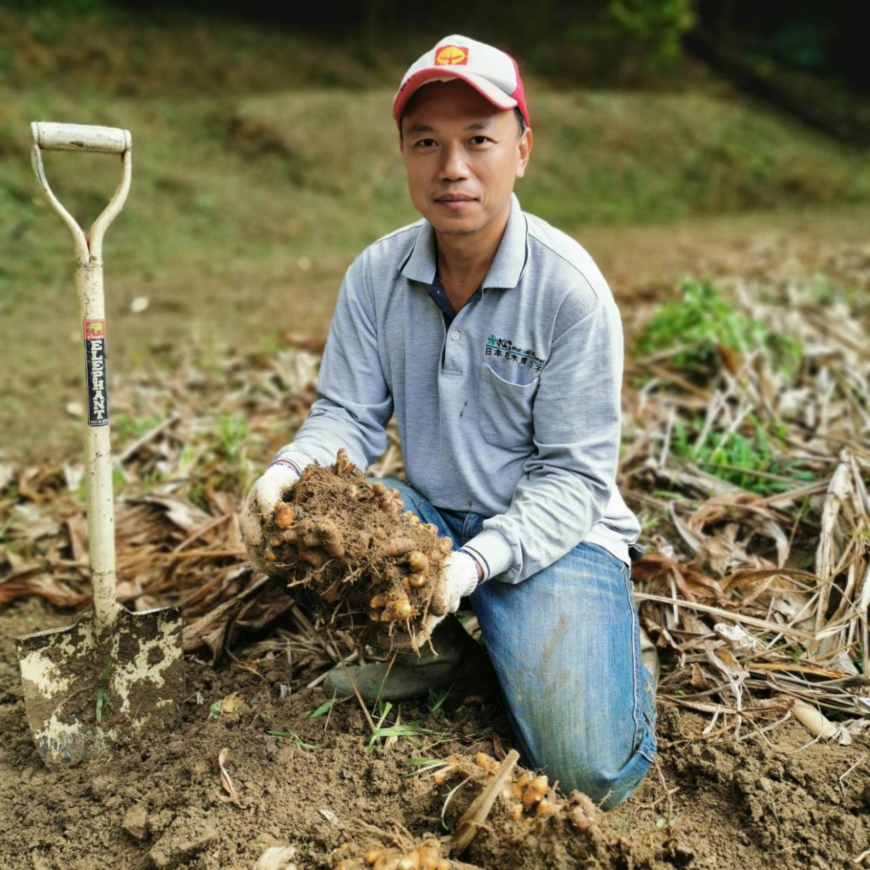 天照農場積極推廣丹蔘