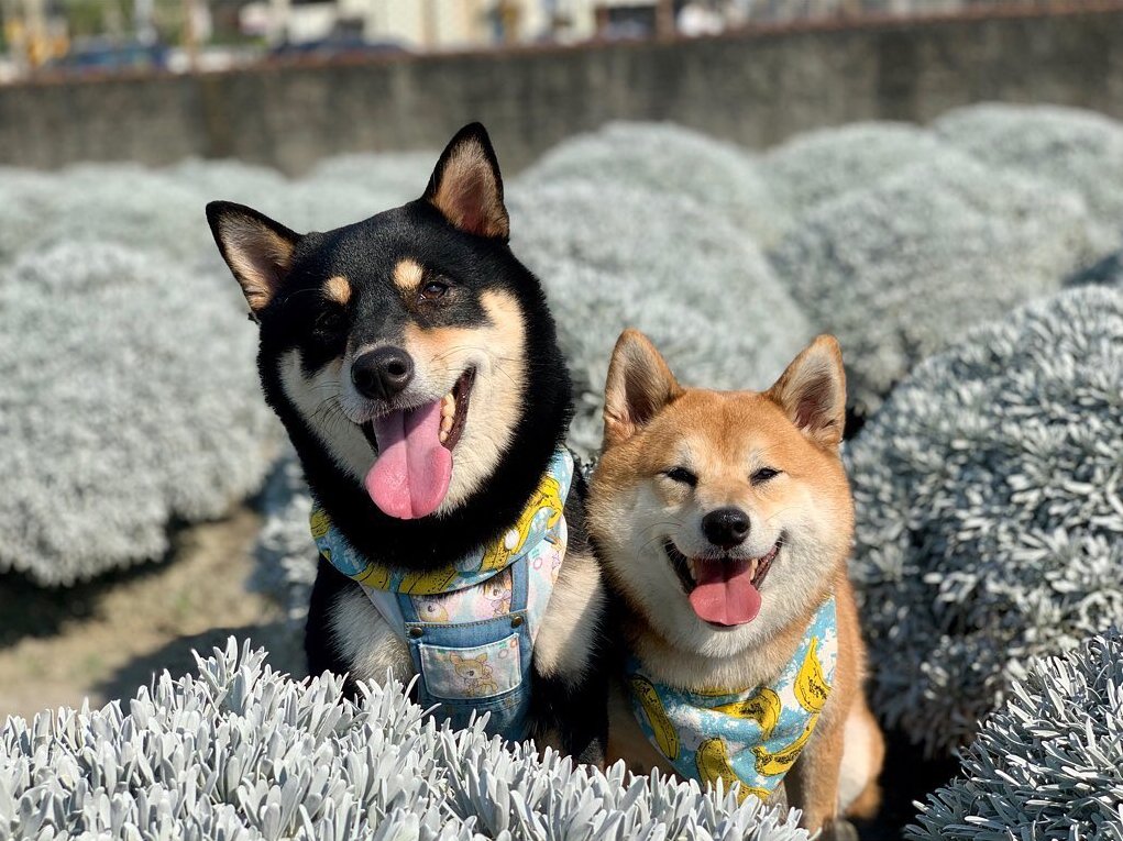 波波草叢中的毛孩也是一樣開心 @shiba Cha Moo