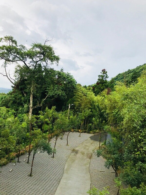 碧雪杉林5