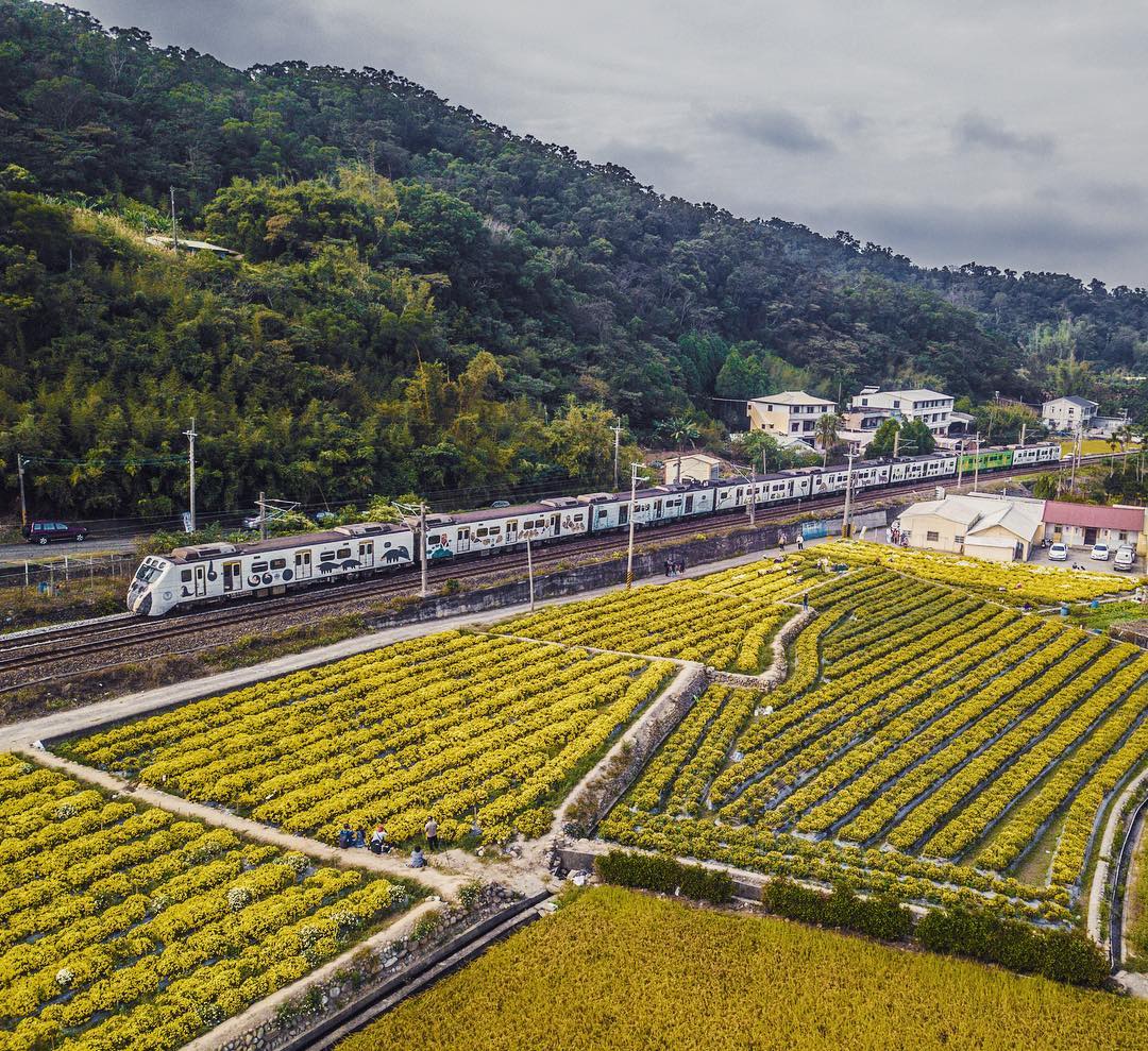 杭菊節 @peak Taiwan Traveler