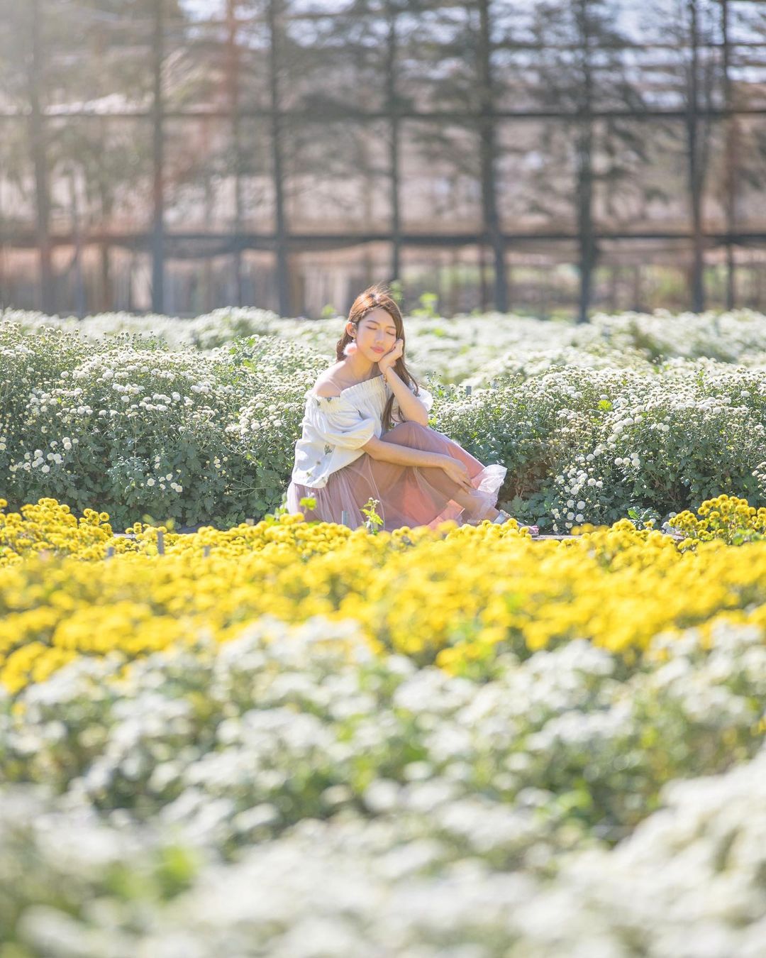 杭菊節 @pierrehuang