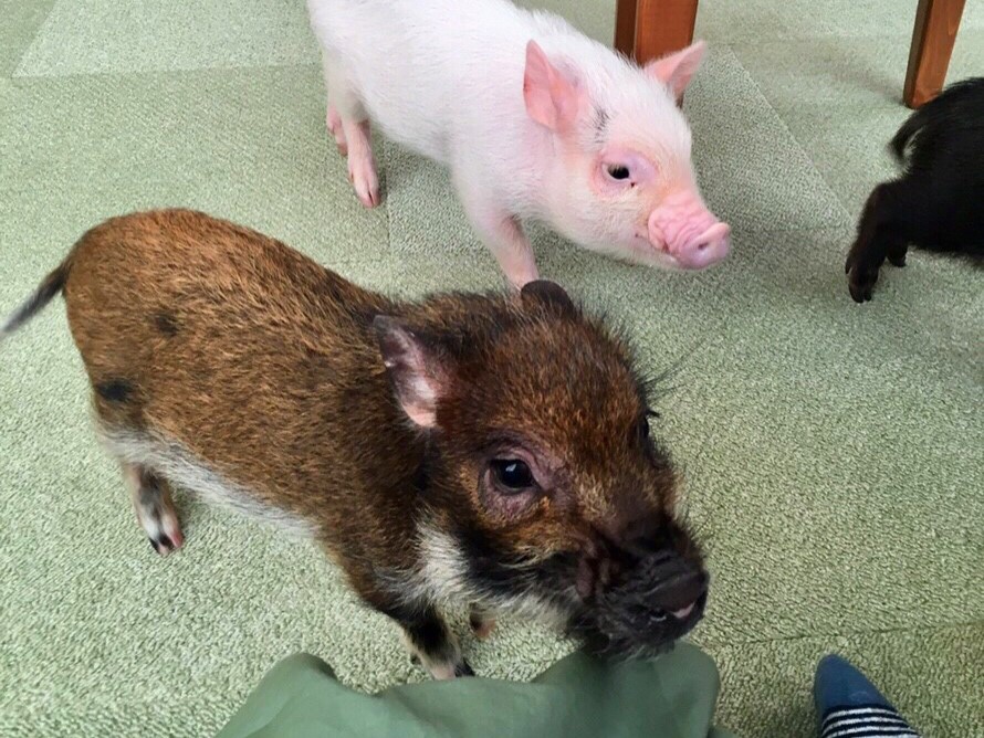 かわいいブタさんに癒されにmipig Cafeに行って来た レポミン 気になるアレの体験談メディア