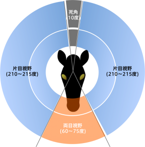 馬の視界とレース用馬具 | Pacalla（パカラ）