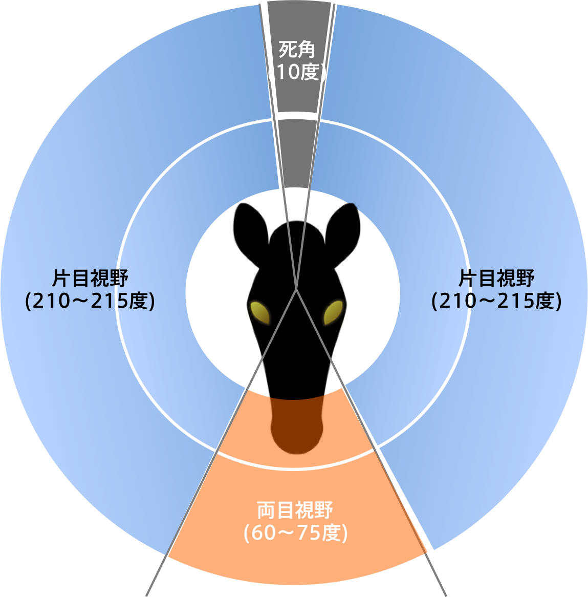 動物 の 視野 | 動物の視野の違い : 目の構造と機能 〜動物と人の目って何が違うの?〜 – RNWM