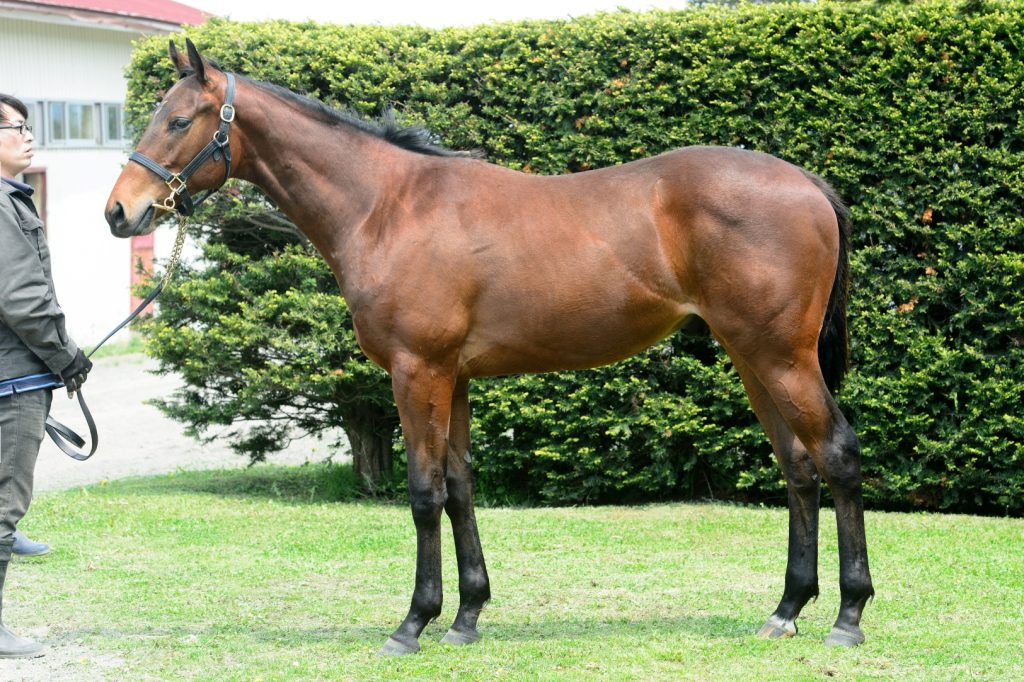 セレクションセール17 Pacalla パカラ