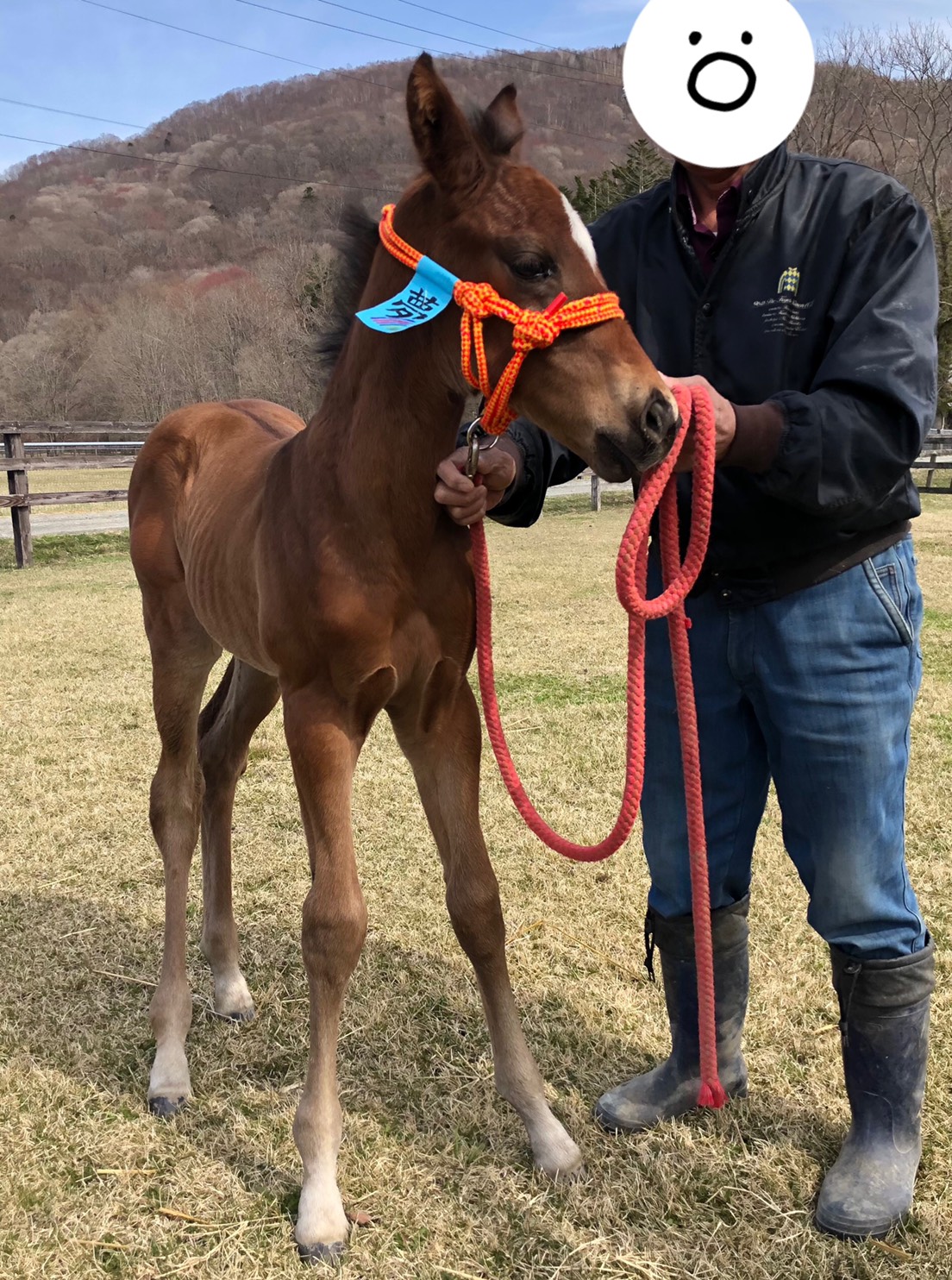 15周年記念イベントが 馬のモクシ Www Anavara Com