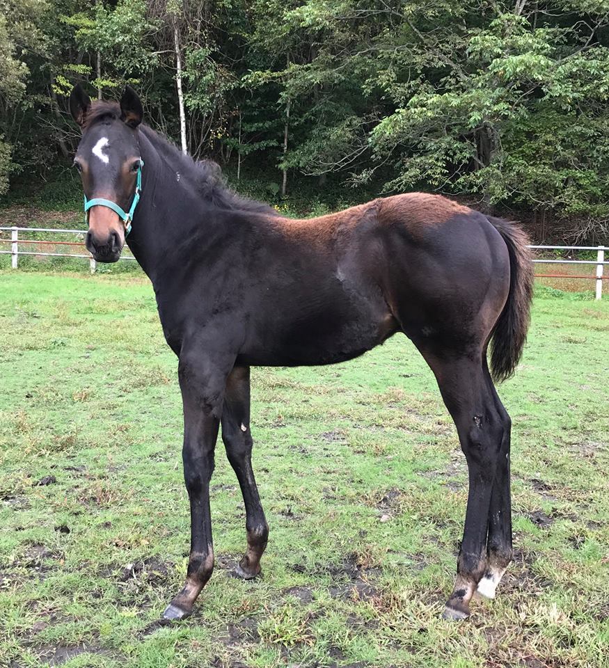 今年最後の上場馬 上野牧場