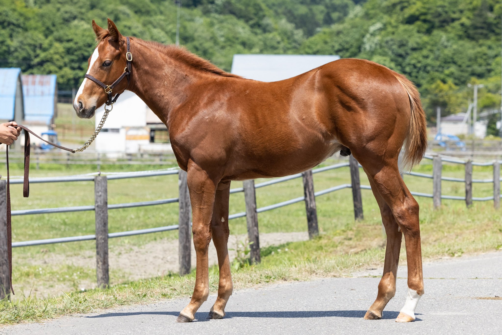 いざセレクトセールへ！！！ | Pacalla（パカラ）