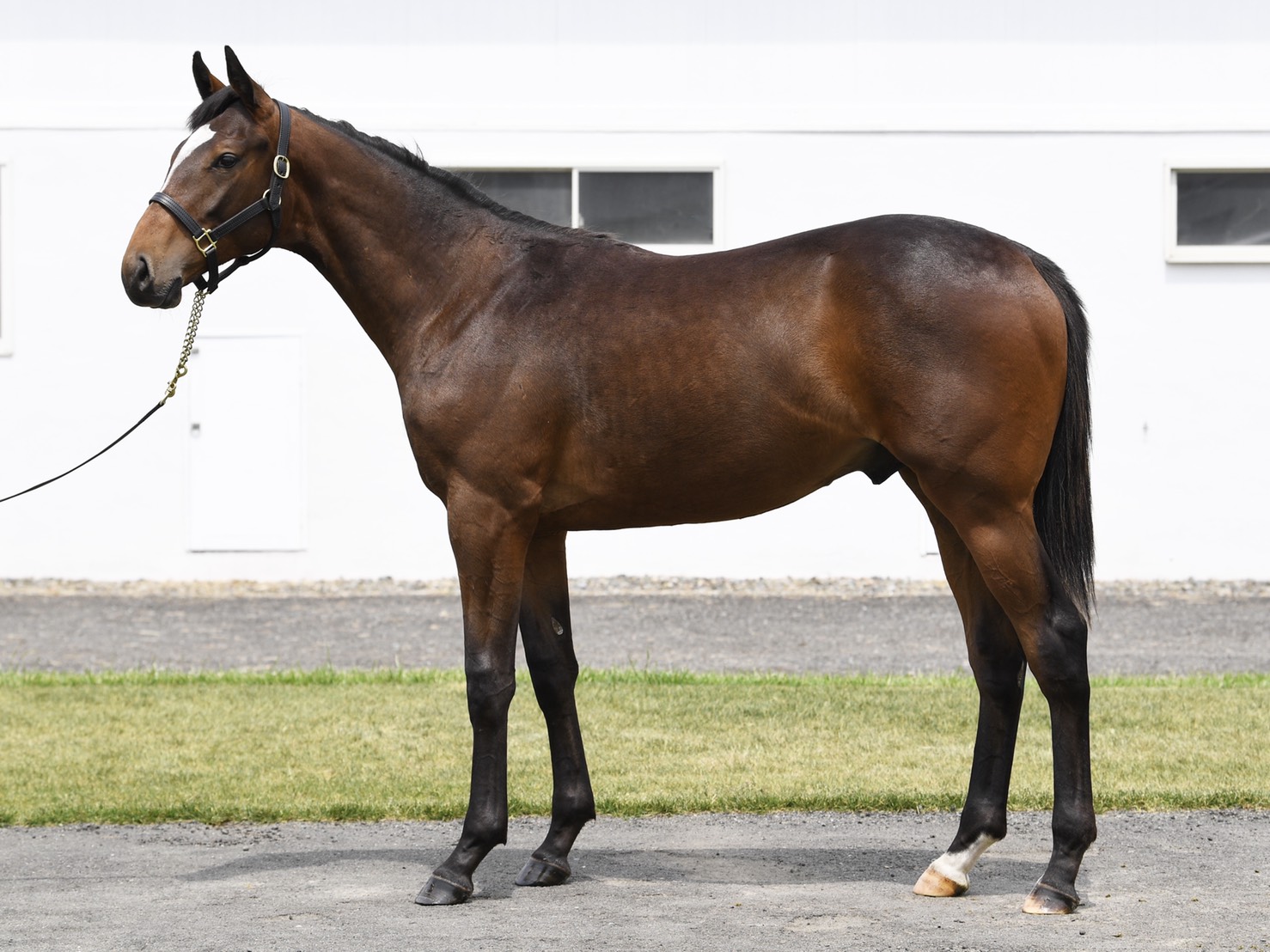 ハセ様ブラック一枚 上皇陛下のお誕生日なのでハゼの画像を貼る2025