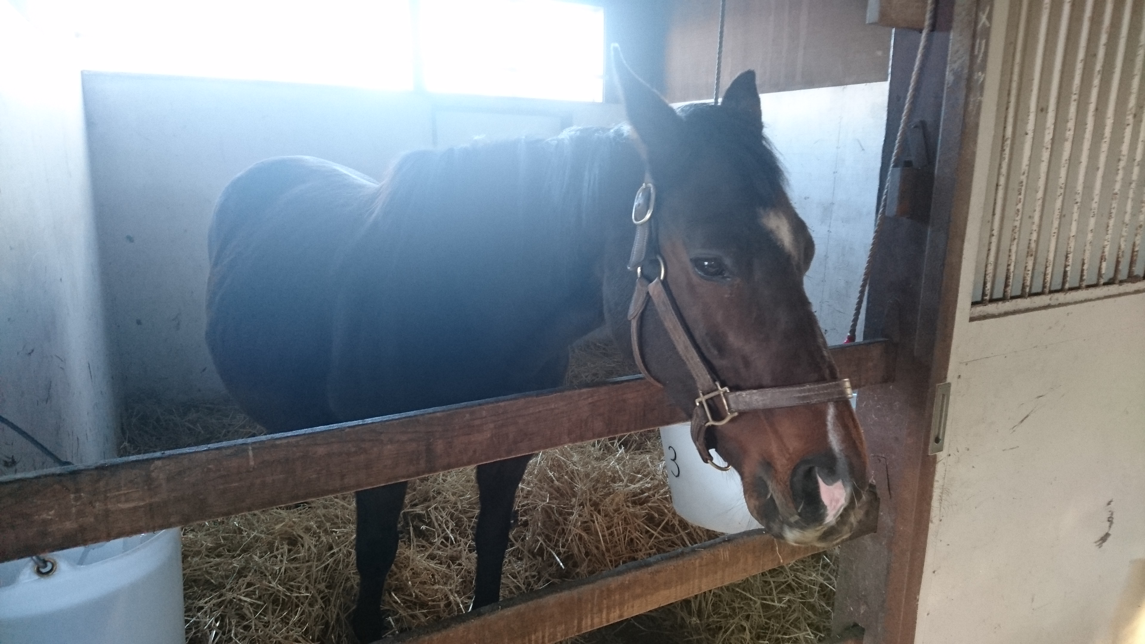 緊張の７日間 Pacalla パカラ