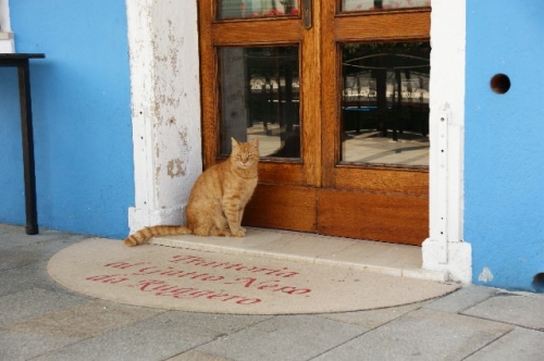 お出掛け猫